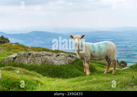 Cheviot moutons errant et pâturant au sommet de la colline Titterstone Clee dans le Shropshire, Royaume-Uni Banque D'Images