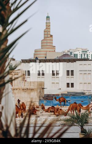 Chameaux à Doha dans la région du Souq Waqif Banque D'Images