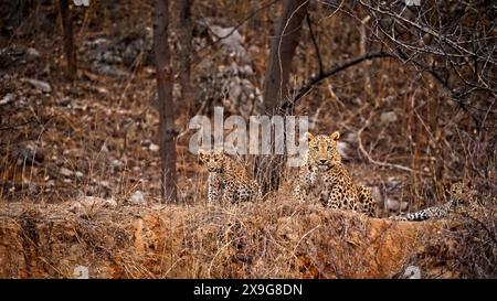 Indian Leopard  in Jhalana Stock Photo
