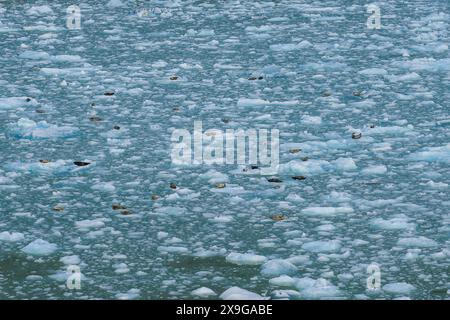 Colonie de phoques communs reposant sur des icebergs flottants qui flottent loin du glacier South Sawyer à l'extrémité du fjord de Tracy Arm dans le sud-est de l'Alaska, États-Unis Banque D'Images