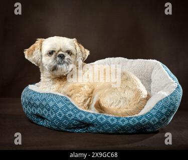 Plan horizontal d'un beau shih tzu doré posé sur un lit bleu avec un fond noir et brun. Banque D'Images