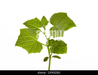 Jeunes plants de concombre isolés sur un fond blanc. Semis vert de plante de concombre frais Banque D'Images