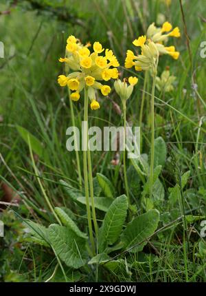 Cowslip, Primula veris, Primulaceae. Une fleur sauvage britannique commune. Aston Clinton Ragpits, Buckinghamshire, Royaume-Uni. Banque D'Images