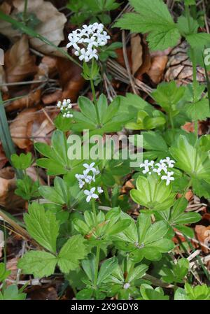 Woodruff, Galium odoratum, Rubiaceae. Aston Clinton Ragpits, Buckinghamshire, Royaume-Uni. Banque D'Images