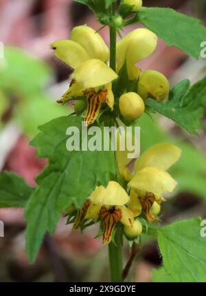 Archange jaune, Lamium galeobdolon, (Galeobdolon luteum), Lamiaceae. Aston Clinton, Buckinghamshire, Royaume-Uni. Banque D'Images