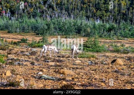 Jeune couple de taureaux mooses (Alces alces), dans les Tablelands. La roche péridotite est rare à la surface de la terre raison pour laquelle un site du patrimoine mondial a été désigné par une Banque D'Images