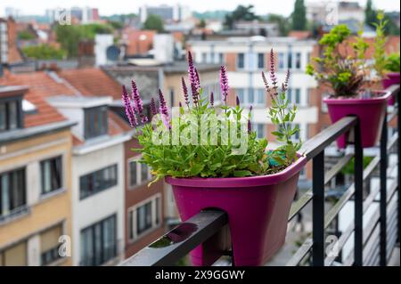 Mexicain Hyssop ou Agastache rupestris fleurit sur une terrasse en poterie rose, jette, Bruxelles, Belgique Banque D'Images