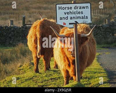 Image amusante de bétail des Highlands avec des cornes aiguisées impressionnantes et un pelage rugueux à côté d'un panneau de signalisation endommagé dans le North Yorkshire, Angleterre, Royaume-Uni Banque D'Images