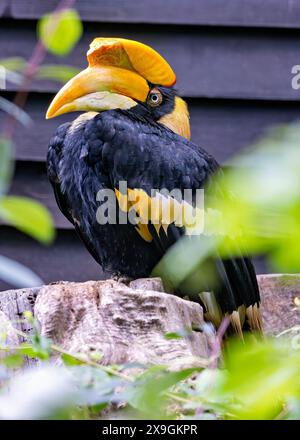 Le Great Hornbill, originaire d'Asie du Sud et du Sud-est, arbore un grand casque et un plumage vibrant. Cette photo capture sa présence majestueuse dans un trop Banque D'Images