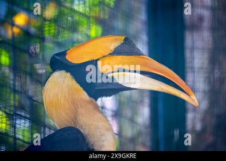 Le Great Hornbill, originaire d'Asie du Sud et du Sud-est, arbore un grand casque et un plumage vibrant. Cette photo capture sa présence majestueuse dans un trop Banque D'Images