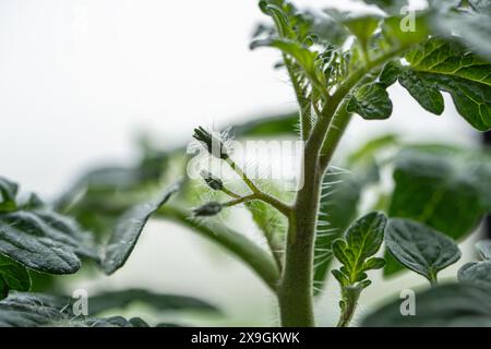 Tomates pelucheuses avant le début de la floraison, fleurs non ouvertes gros plan macro Banque D'Images