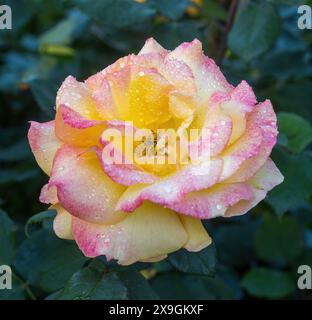 Rose de thé hybride « Peace » jaune mélangé en fleur. San Jose Municipal Rose Garden à San Jose, Californie. Banque D'Images