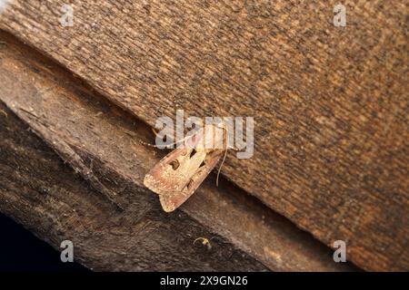 Agrotis exclamationis famille Noctuidae genre Agrotis coeur et fléchette papillon nature sauvage photographie d'insectes, image, papier peint Banque D'Images