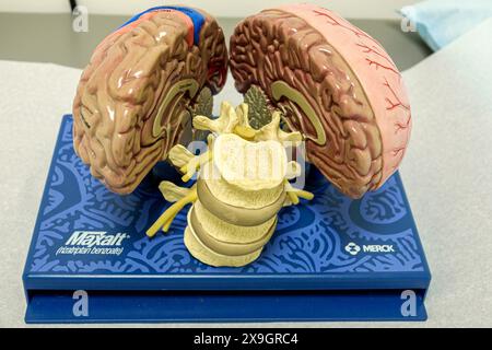 Miami Beach Floride, Mt. Centre hospitalier du centre médical Mount Sinai, cabinet du médecin neurologue, salle d'examen, modèle coupé, cor spinal du cerveau humain Banque D'Images