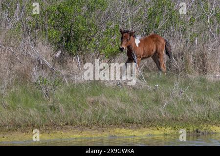 Poney sauvage marchant dans l'herbe, Assateague Island National Seashore, Maryland Banque D'Images