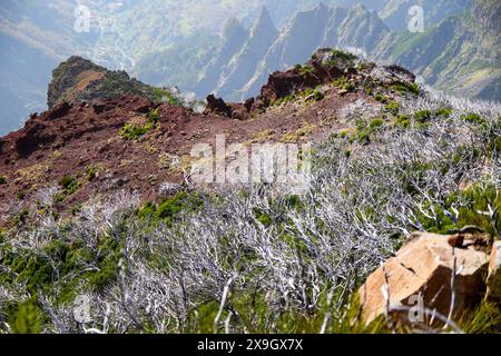 Arbre mort urze ('Erica') sur les pentes sèches du Pico Ruivo, le plus haut sommet de montagne sur l'île de Madère, Portugal - plante de santé endémique de Madère Banque D'Images