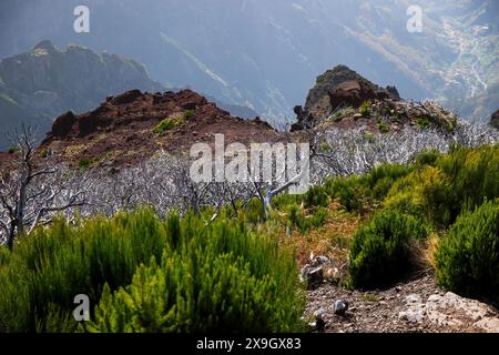 Arbre mort urze ('Erica') sur les pentes sèches du Pico Ruivo, le plus haut sommet de montagne sur l'île de Madère, Portugal - plante de santé endémique de Madère Banque D'Images