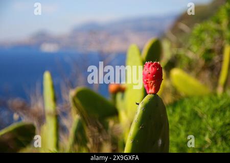 Barbarie sur la feuille d'un cactus nopal sur le cap de Garajau à Caniço près de Funchal sur l'île de Madère (Portugal) dans l'océan Atlantique Banque D'Images