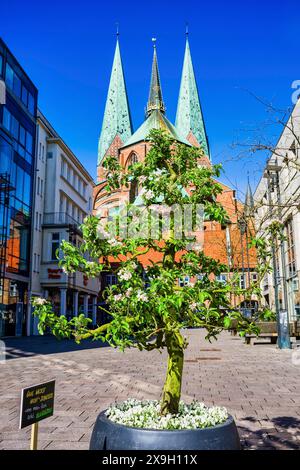 Arbre devant l'église Sainte-Marie, ville hanséatique de Luebeck, Schleswig-Holstein, Allemagne Banque D'Images