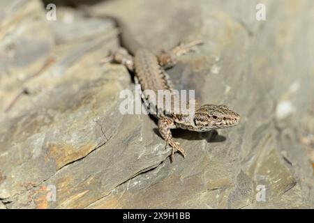 Lézard vivipare (Zootoca vivipara) sur un mur de pierre, Moselle, Rhénanie-Palatinat, Allemagne Banque D'Images