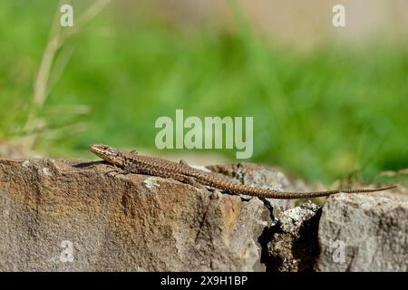 Lézard vivipare (Zootoca vivipara) sur un mur de pierre, Moselle, Rhénanie-Palatinat, Allemagne Banque D'Images
