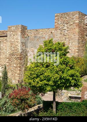 Gros plan d'un mur historique avec un arbre vert à côté de lui en plein soleil, la ville de Malaga sur la mer Méditerranée avec la forteresse historique Banque D'Images