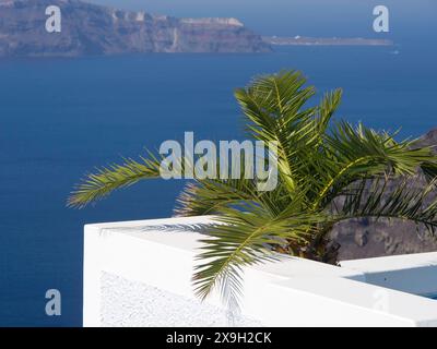 Gros plan d'un palmier devant une clôture blanche avec vue sur la mer et les falaises, l'île volcanique de Santorin avec des maisons bleues et blanches et Banque D'Images