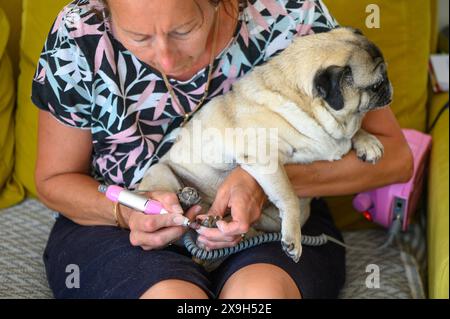 femme coupe les ongles de son chien sur le canapé 2 Banque D'Images