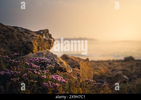 un groupe de fleurs violettes de lavande de mer poussant sur des falaises rocheuses à côté de l'océan. Banque D'Images