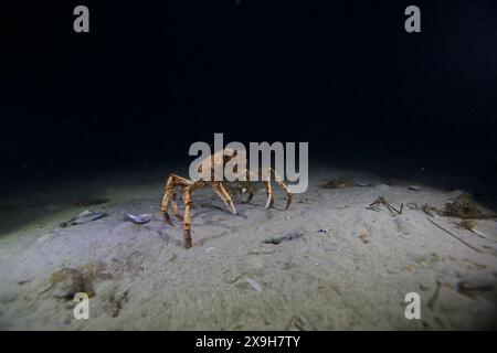 Le crabe araignée marchant à travers le fond de l'océan pendant sa migration annuelle. Banque D'Images