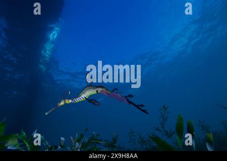 Dragon de mer weedy nageant dans l'eau sous une jetée. Banque D'Images