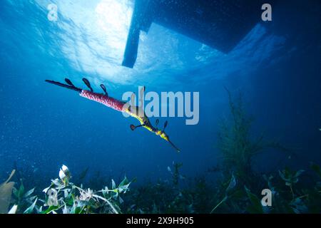 Dragon de mer weedy nageant dans l'eau sous une jetée. Banque D'Images