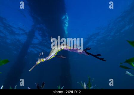 Dragon de mer weedy nageant dans l'eau sous une jetée. Banque D'Images