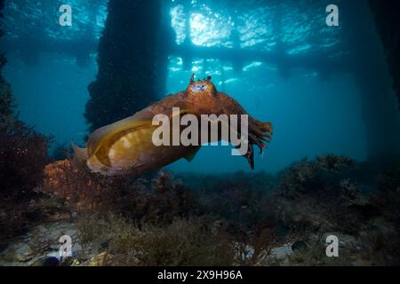 Seiches nageant dans l'eau sous une jetée. Banque D'Images