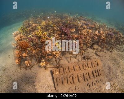 Projet de restauration du corail, Maumere Coral Transplantasi, Flores, Indonésie Banque D'Images