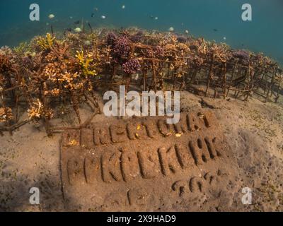 Projet de restauration du corail, Maumere Coral Transplantasi, Flores, Indonésie Banque D'Images