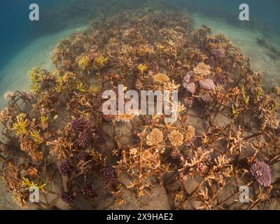 Projet de restauration du corail, Maumere Coral Transplantasi, Flores, Indonésie Banque D'Images