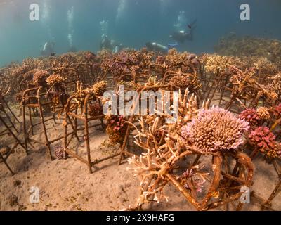 Projet de restauration du corail, Maumere Coral Transplantasi, Flores, Indonésie Banque D'Images