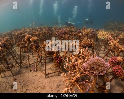 Projet de restauration du corail, Maumere Coral Transplantasi, Flores, Indonésie Banque D'Images