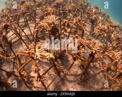 Projet de restauration du corail, Maumere Coral Transplantasi, Flores, Indonésie Banque D'Images