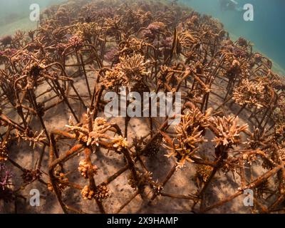Projet de restauration du corail, Maumere Coral Transplantasi, Flores, Indonésie Banque D'Images