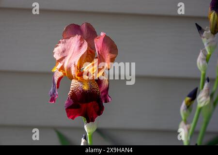 Vue macro d'une fleur d'iris rouge barbu rouge en fleurs (iris germanica) dans différentes nuances de violet et de jaune Banque D'Images