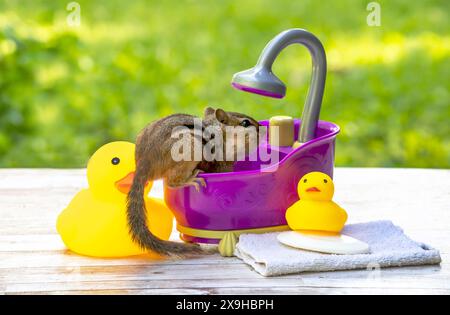 Un minuscule chipmunk se prépare à se doucher dans ce joli bac à jouet violet, avec du savon et des canards Banque D'Images