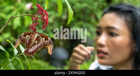 Un papillon - atlas Moth assis sur Leea Rubra avec une femme surprise sur un fond flou Banque D'Images