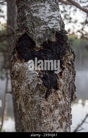 Photo avec Mushroom chaga bouleau noir gros plan sur le tronc de l'arbre vivant. Banque D'Images