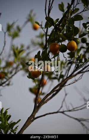 Image de haute qualité de : dévoilement de l'orange de Chine : un délice d'agrumes doux , Un regard de plus près : exploration de l'orange de Chine et des fruits Banque D'Images