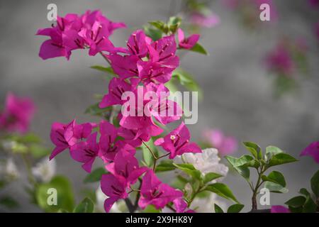 Une cascade de fleurs vibrantes : les bougainvilliers, une beauté tropicale qui ajoute une touche de couleur à n'importe quel paysage Banque D'Images