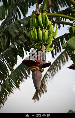 Un bananier, ses larges feuilles brillantes, supporte un poids de bananes vertes. Nichée parmi eux, une fleur vibrante ajoute une touche de couleur. #banana Banque D'Images