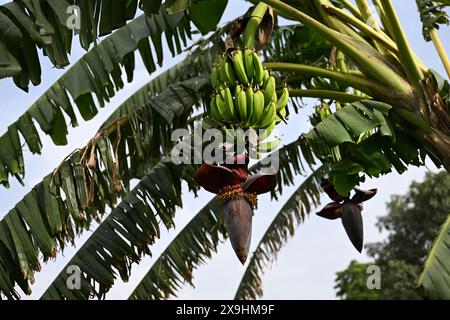 Un bananier, ses larges feuilles brillantes, supporte un poids de bananes vertes. Nichée parmi eux, une fleur vibrante ajoute une touche de couleur. #banana Banque D'Images