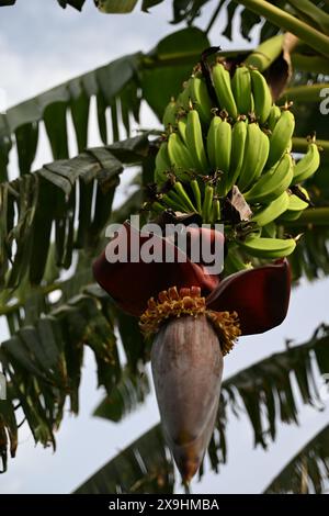 Un bananier, ses larges feuilles brillantes, supporte un poids de bananes vertes. Nichée parmi eux, une fleur vibrante ajoute une touche de couleur. #banana Banque D'Images